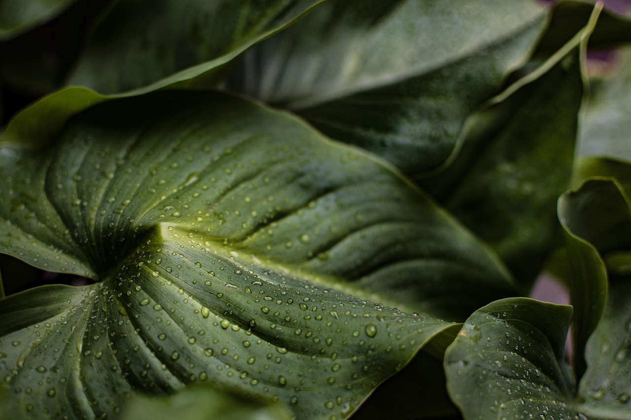 Groene botanische prints op een accentmuur. Groene botanische prints op een accentmuur.