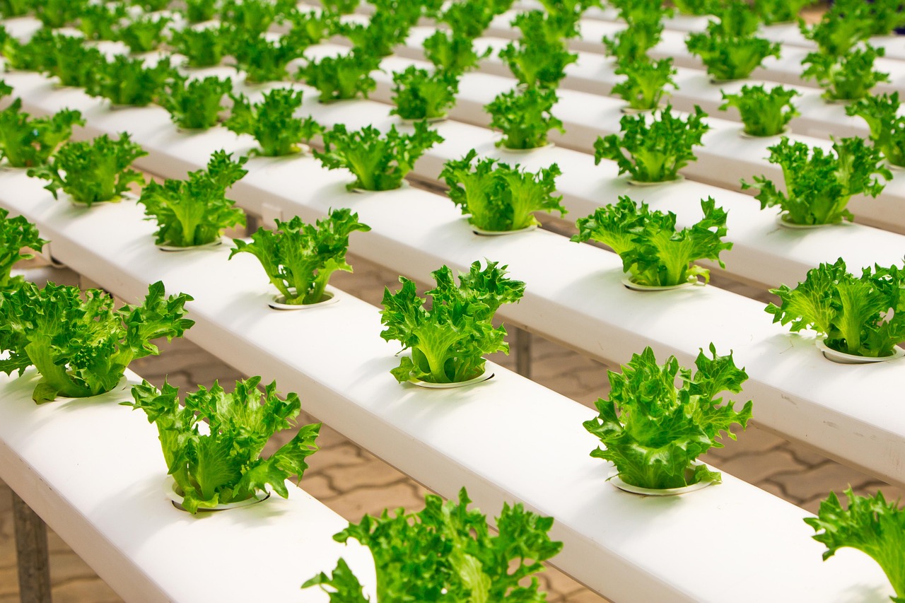 Verse saladegroenten onder LED-lichtsystemen.