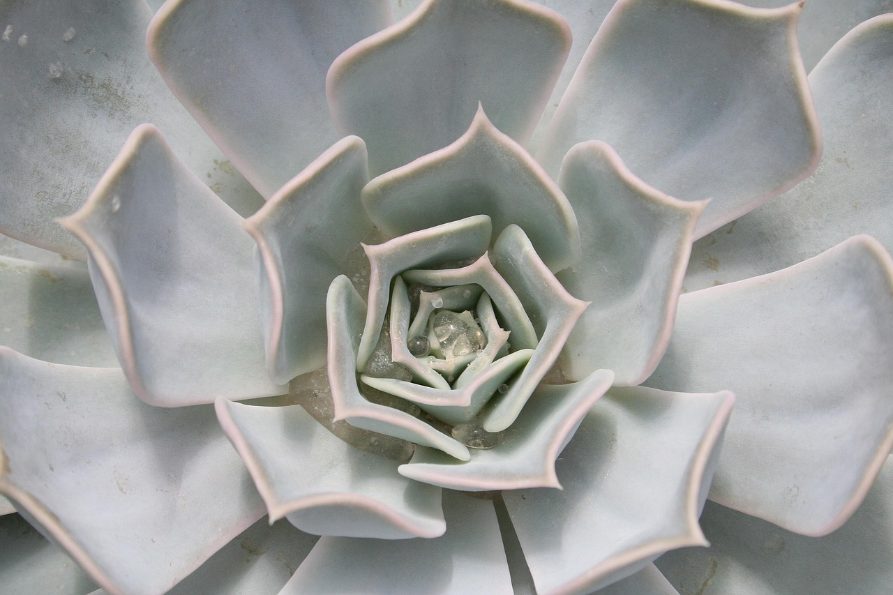 Rustieke woestijntuin met kleurrijke bloempotten. Rustieke woestijntuin met kleurrijke bloempotten.