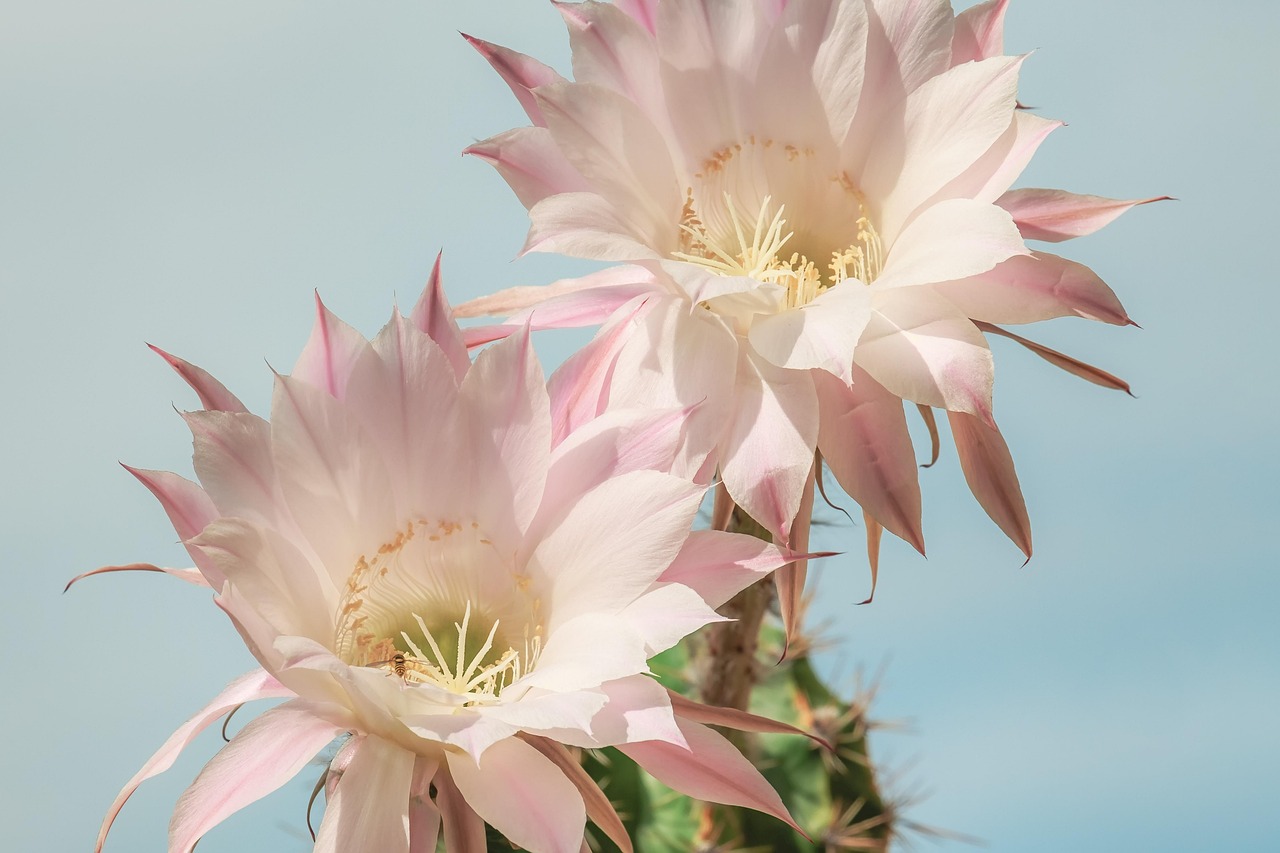 Cactussen en vetplanten decoreren een moderne tuin. Cactussen en vetplanten decoreren een moderne tuin.