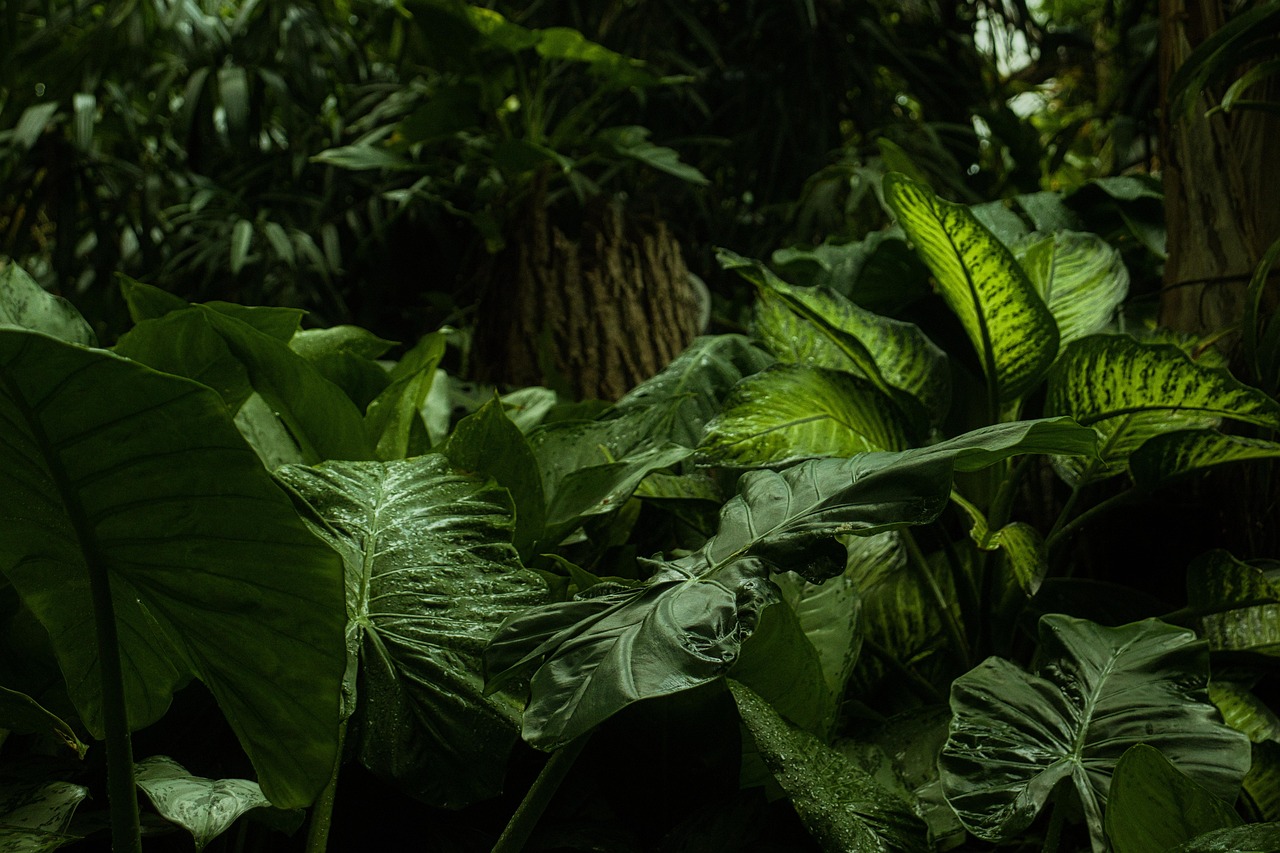 Grote monstera plant naast houten bijzettafel. Grote monstera plant naast houten bijzettafel.