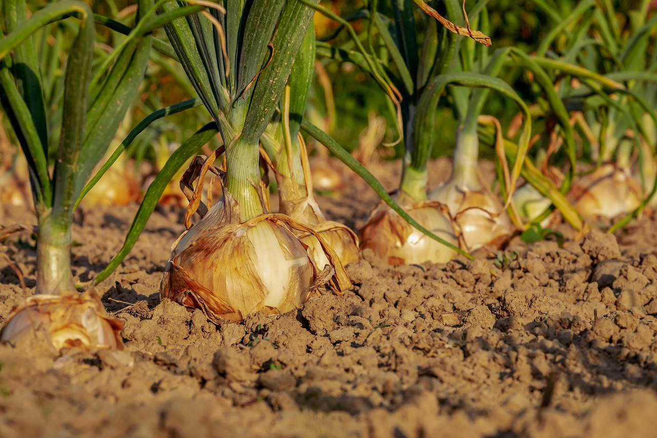 Zelfvoorzienende moestuin met hydroponisch systeem.