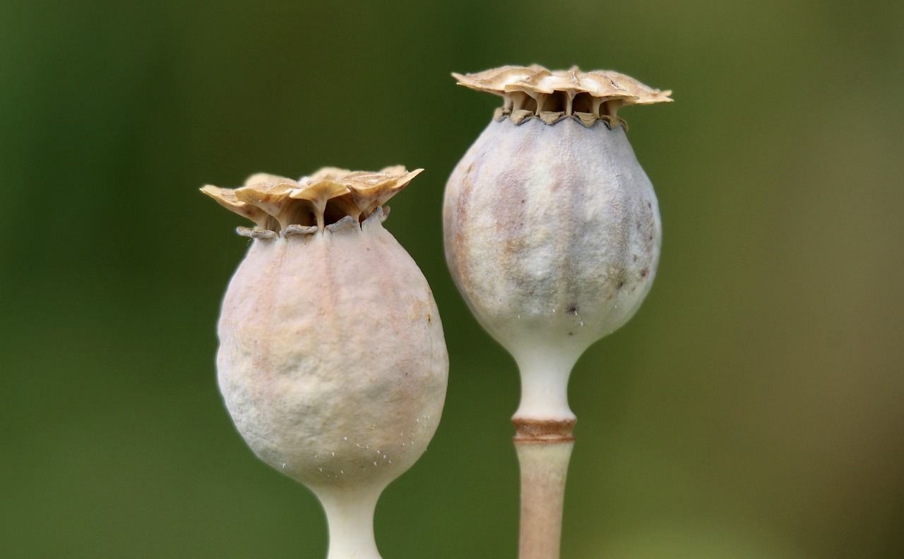 Houten cocon in groene tuinomgeving. Houten cocon in groene tuinomgeving.