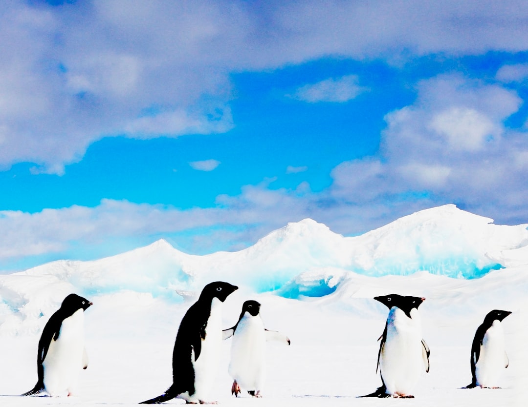 Pinguïns schilderij opgevouwen als ruimtebesparend meubel Pinguïns schilderij opgevouwen als ruimtebesparend meubel