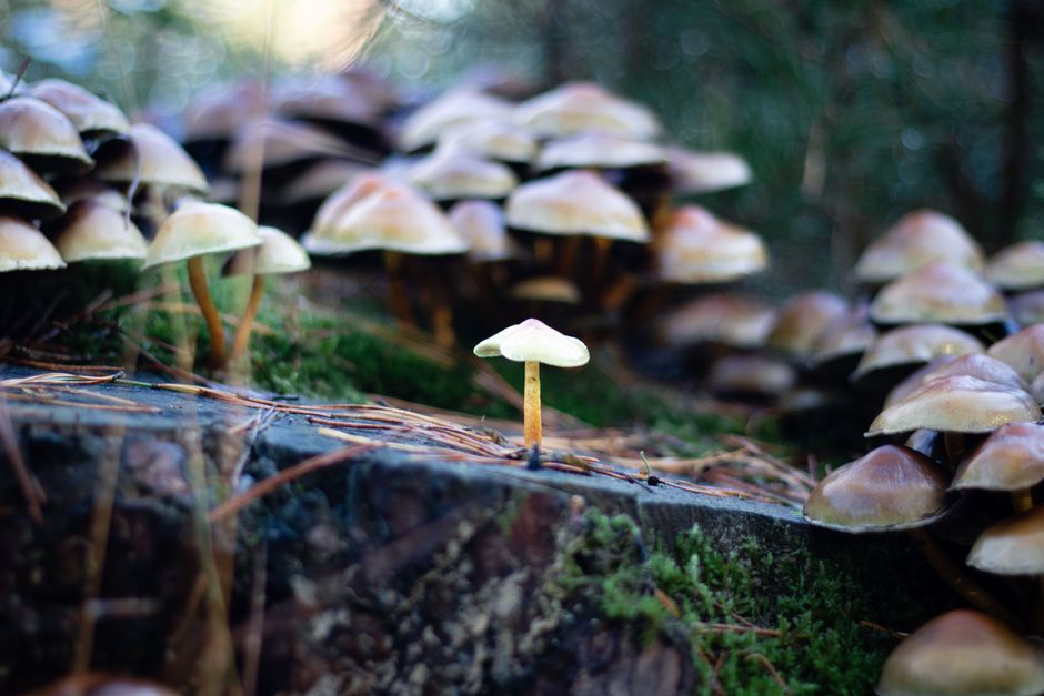 Verschillende soorten paddenstoelen in boslandschap. Verschillende soorten paddenstoelen in boslandschap.